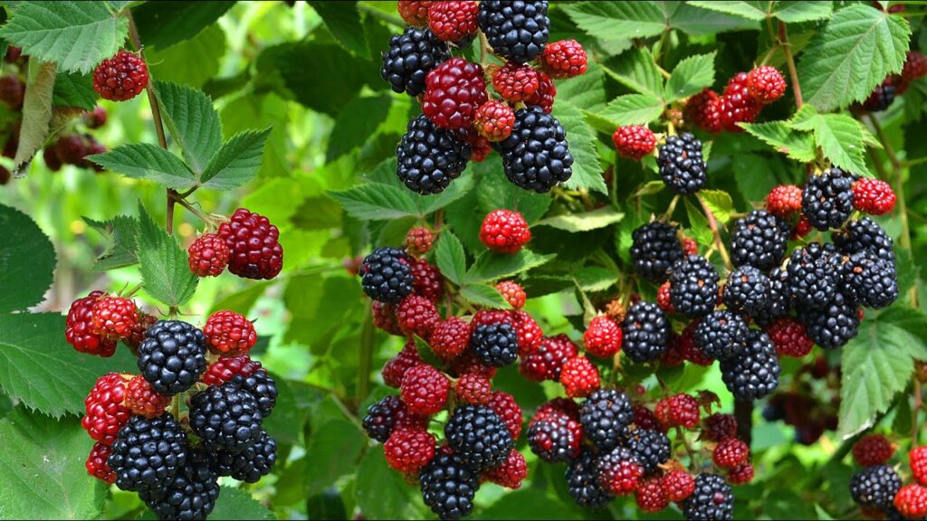 Blackberries