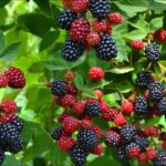 Blackberries