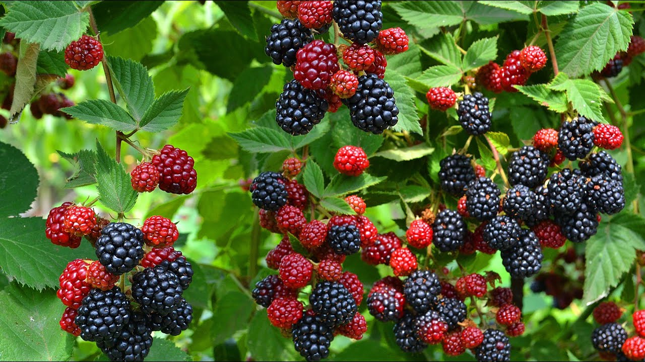 Blackberries